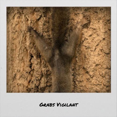 Grabs Vigilant