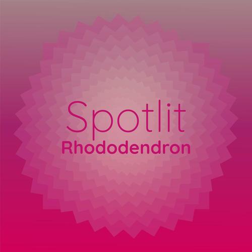 Spotlit Rhododendron