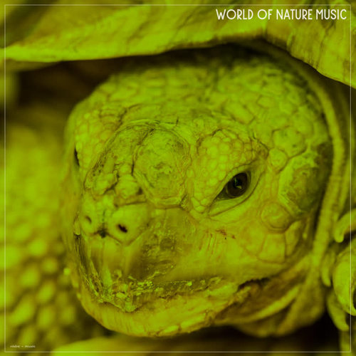 World of Nature Music