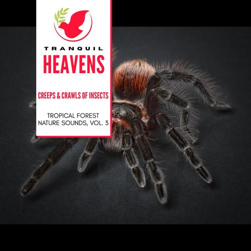 Creeps & Crawls of Insects - Tropical Forest Nature Sounds, Vol. 3