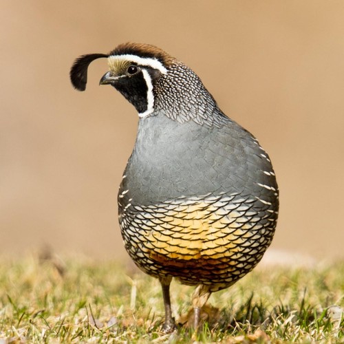 Quail