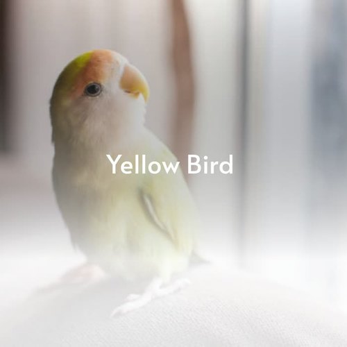 A Yellow Bird