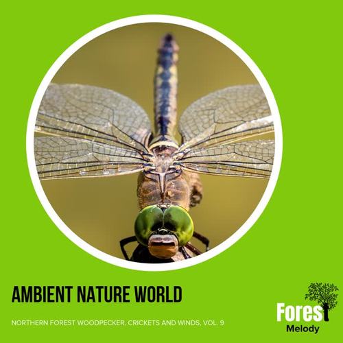 Ambient Nature World - Northern Forest Woodpecker, Crickets and Winds, Vol. 9