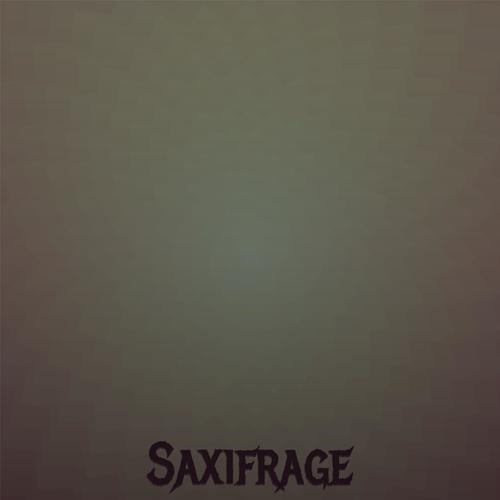 Saxifrage