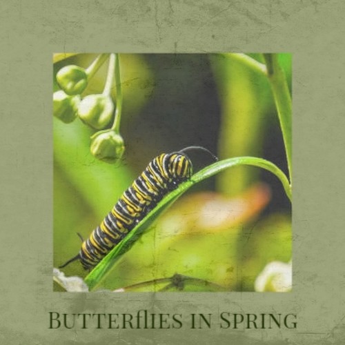 Butterflies in Spring