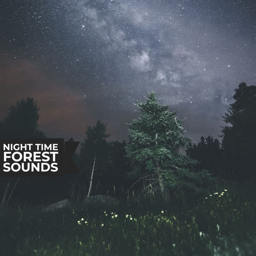 Night Time Forest Sounds