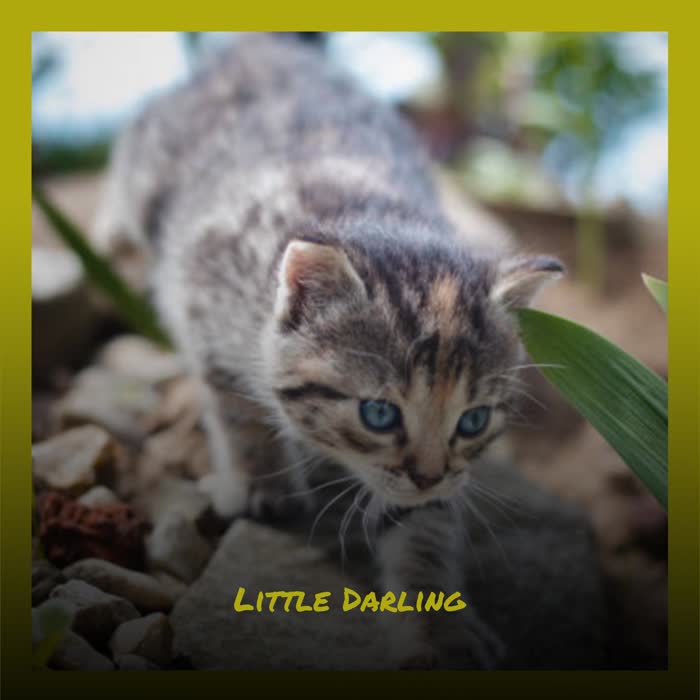 Little Darling