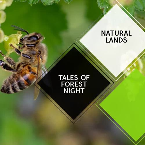 Tales of Forest Night - Natural Lands