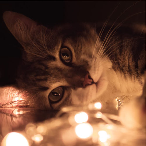 100 Peaceful Ambient Sounds for Cats