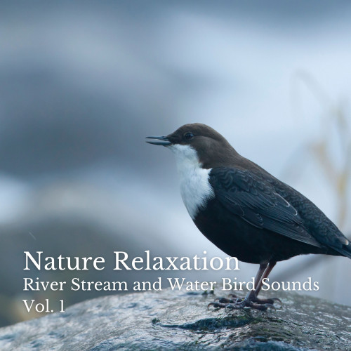 Nature Relaxation: River Stream and Water Bird Sounds Vol. 1