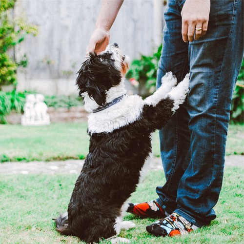 Zen Meditation Focus Collection For Dogs