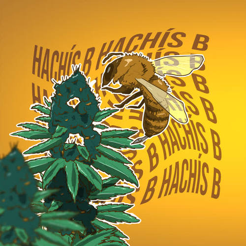 Hachís B