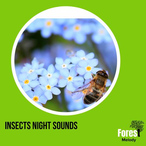 Insects Night Sounds