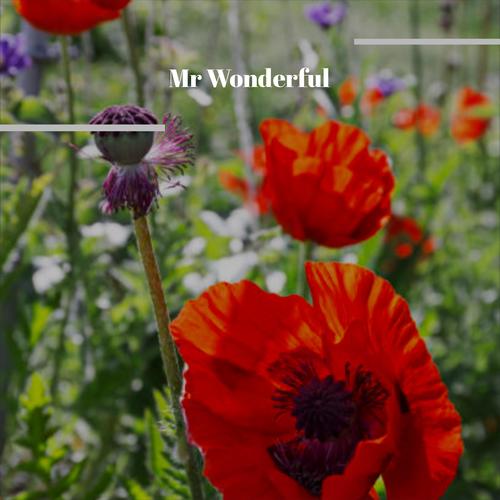 Mr Wonderful