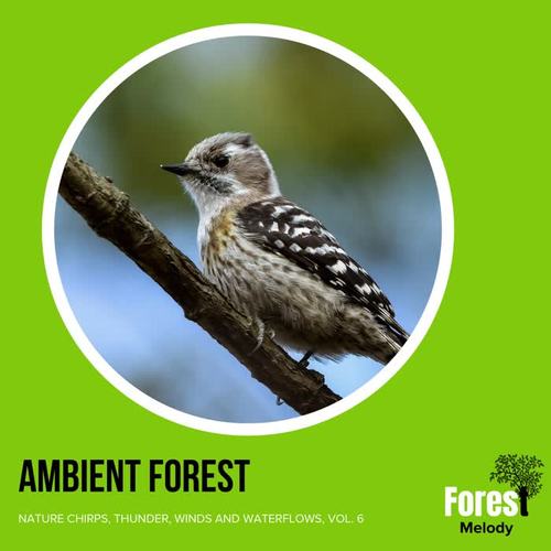 Ambient Forest - Nature Chirps, Thunder, Winds and Waterflows, Vol. 6