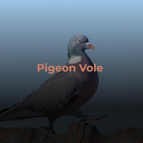 Pigeon Vole