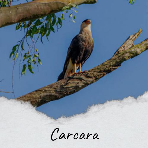 Carcara