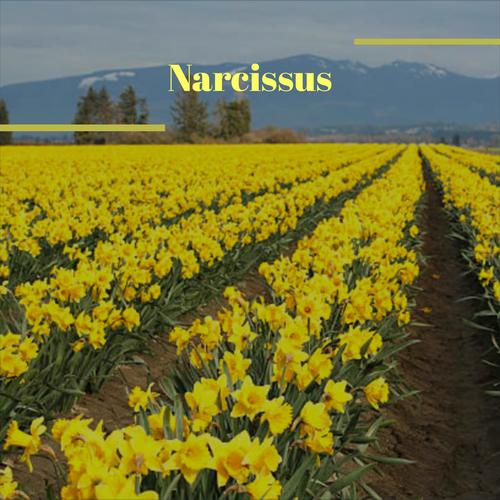 Narcissus