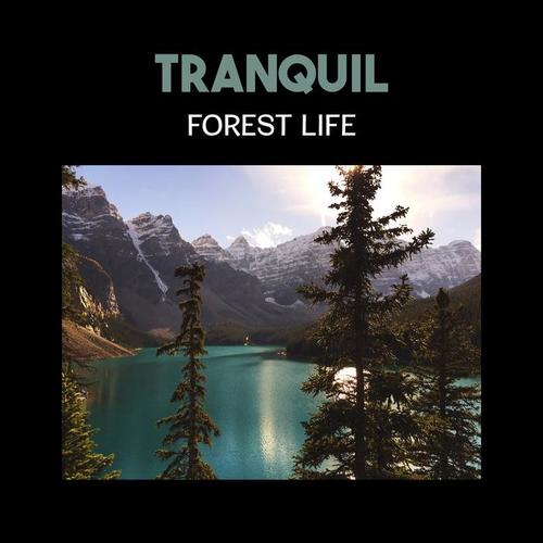 Tranquil Forest Life – Harmony of Fire, Chirping Birds and Sounds of Natural Univers for Meditation in Nature Space, Yoga Kundalini Breathing & Mindfulness