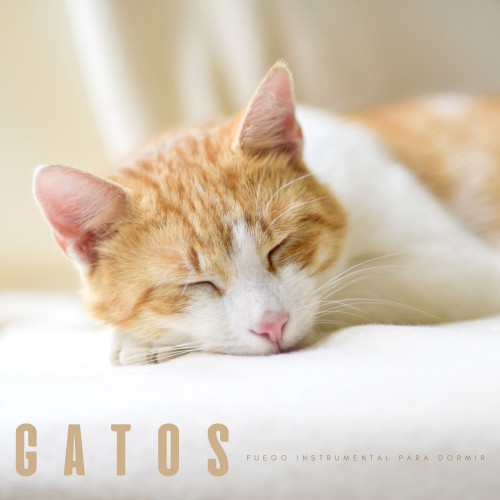 Gatos: Fuego Instrumental Para Dormir