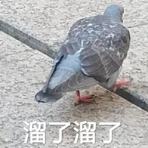 雪业的海伊
