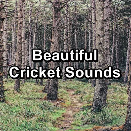 Beautiful Cricket Sounds