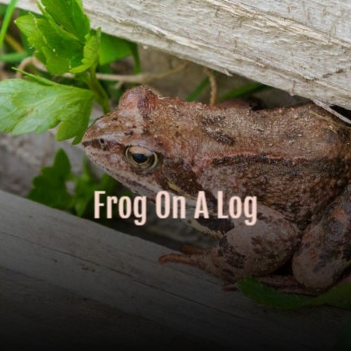 Frog On A Log