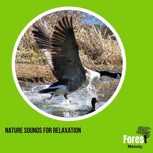 Nature Sounds for Relaxation