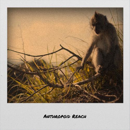 Anthropoid Reach