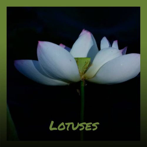 Lotuses