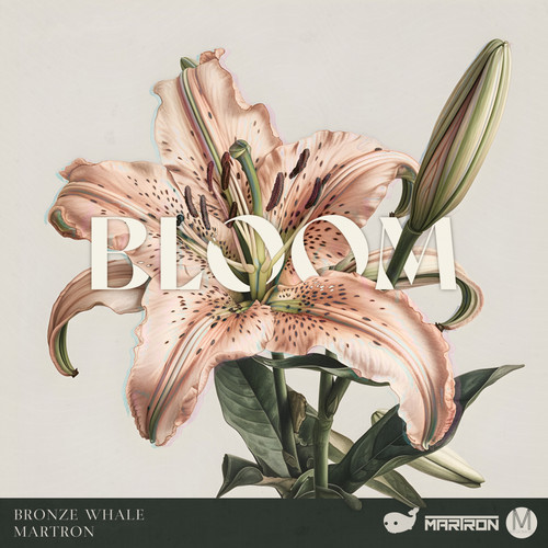 Bloom