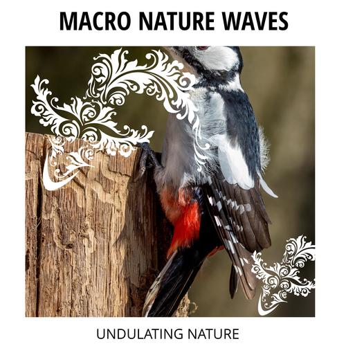 Macro Nature Waves - Undulating Nature