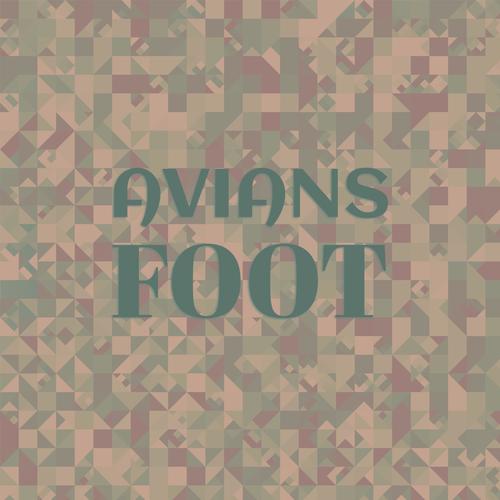 Avians Foot