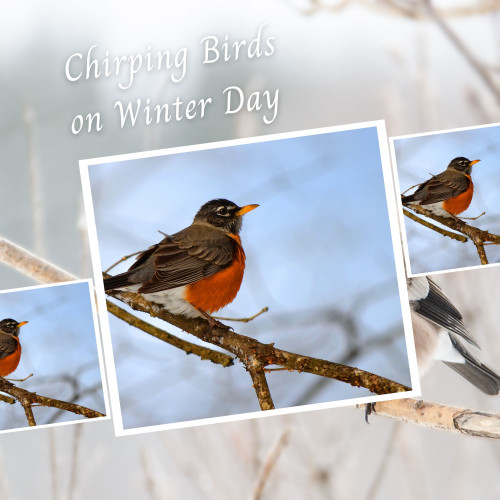 Chirping Birds on Winter Day