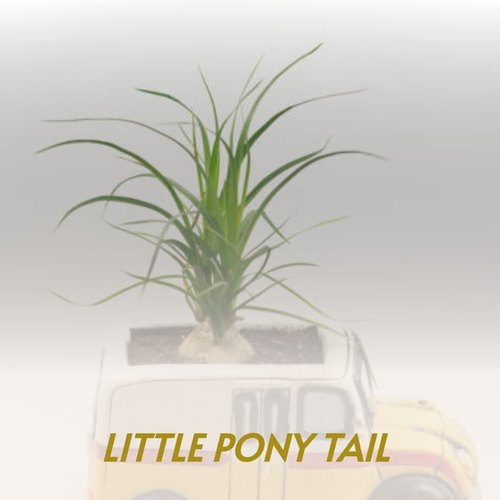 Little Pony Tail