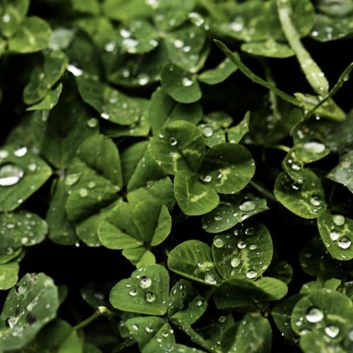 shamrock (Explicit)