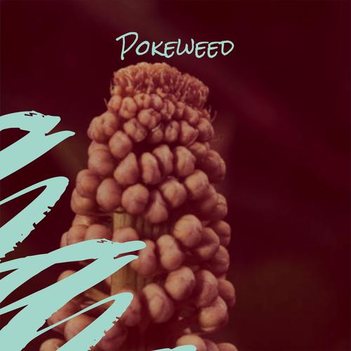 Pokeweed