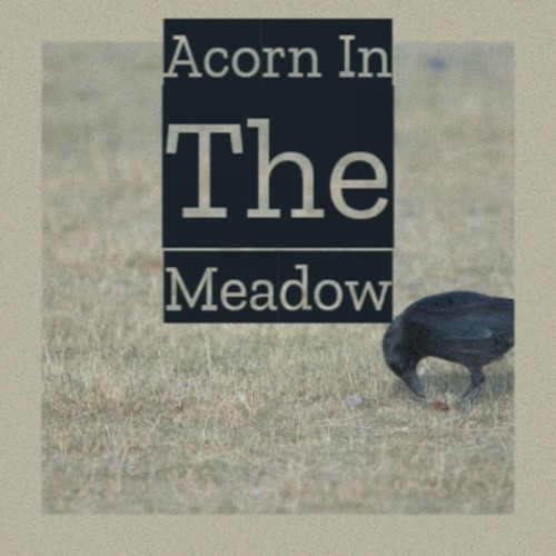 Acorn in the Meadow