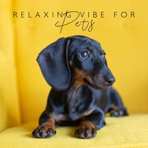 Relaxing Vibe for Pets