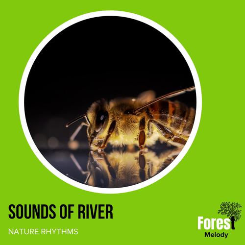 Sounds of River - Nature Rhythms