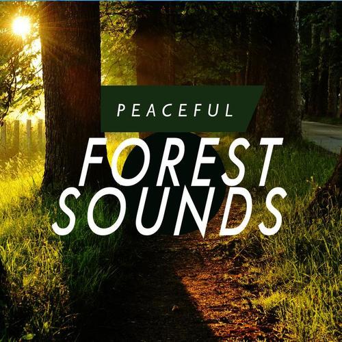 Peaceful Forest Sounds