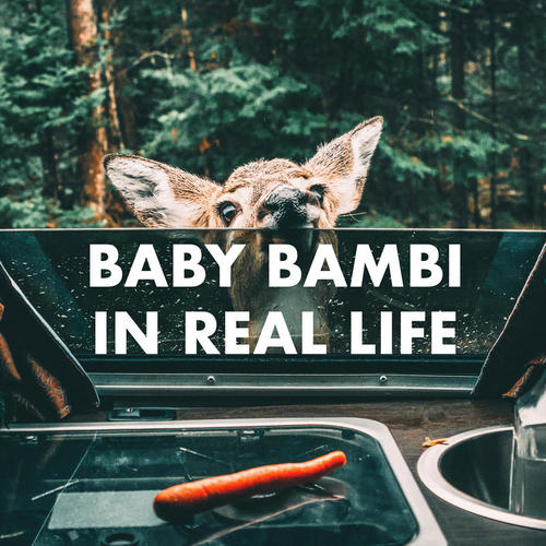 Baby Bambi In Real Life (Explicit)