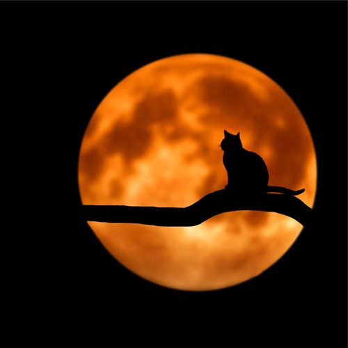 Sleepy Soothing Sounds for Relaxation and Sleep for Cats