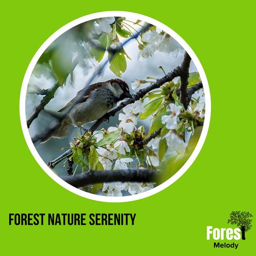 Forest Nature Serenity