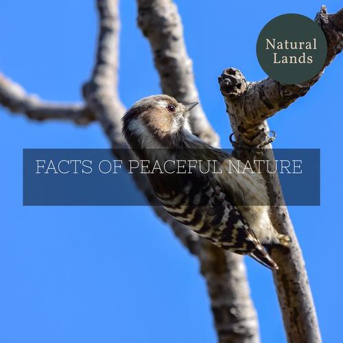 Facts of Peaceful Nature