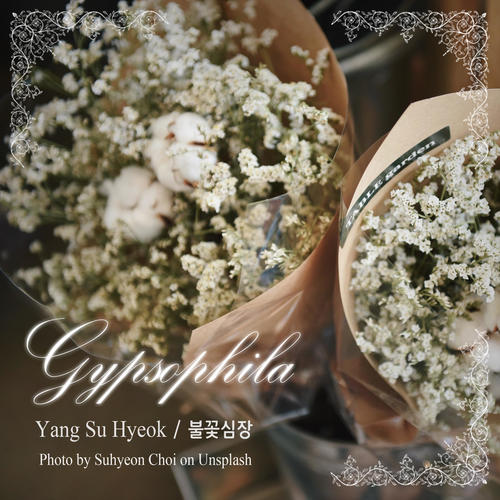 Gypsophila