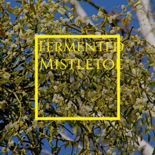 Fermented Mistletoe