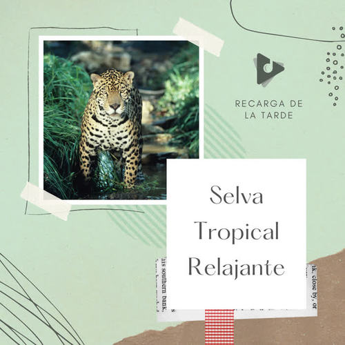 Selva Tropical Relajante