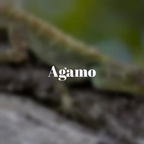 Agamo