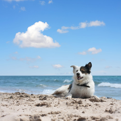 Ocean Breeze: Binaural Dogs Calm